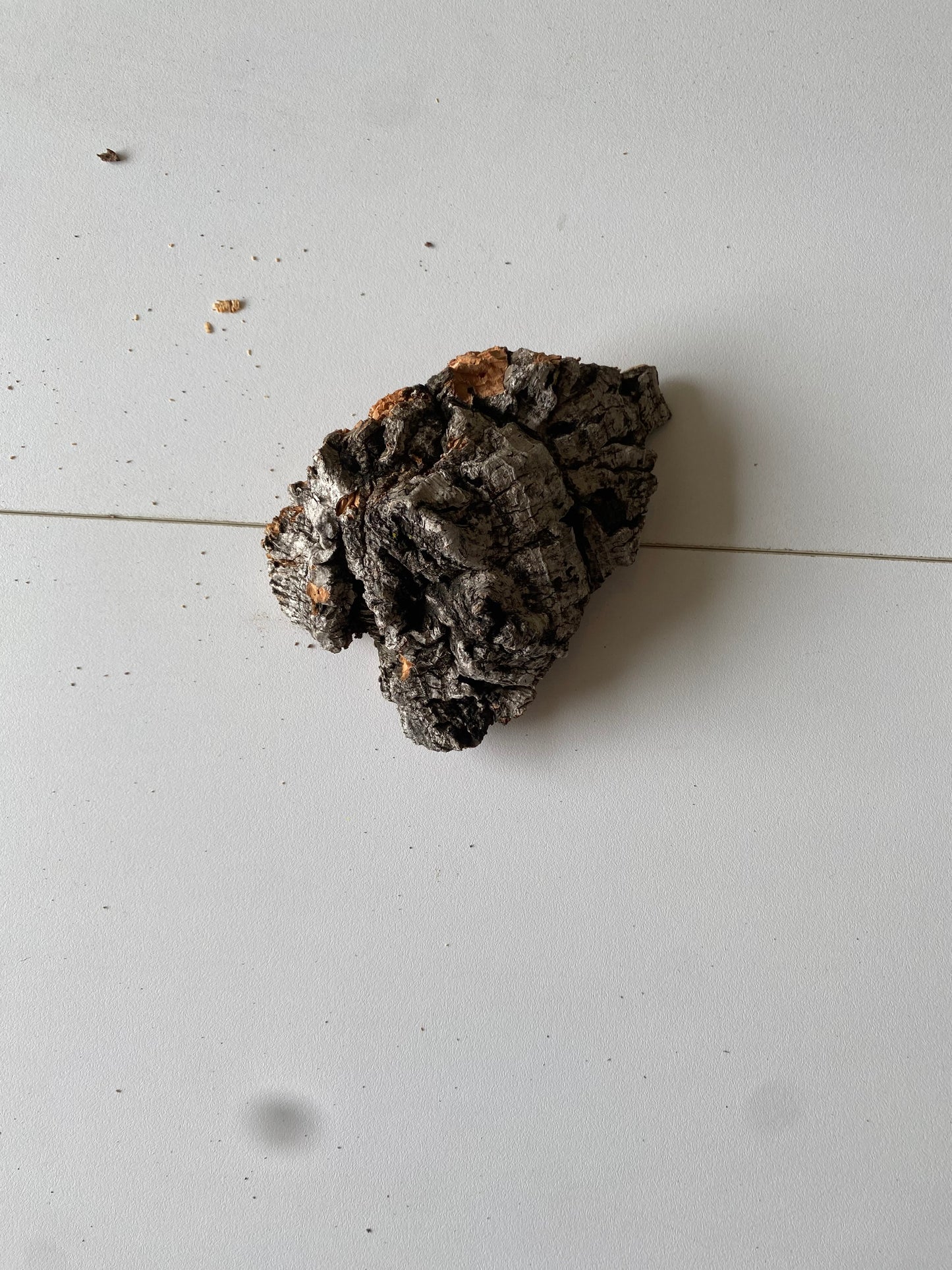 Cork Bark