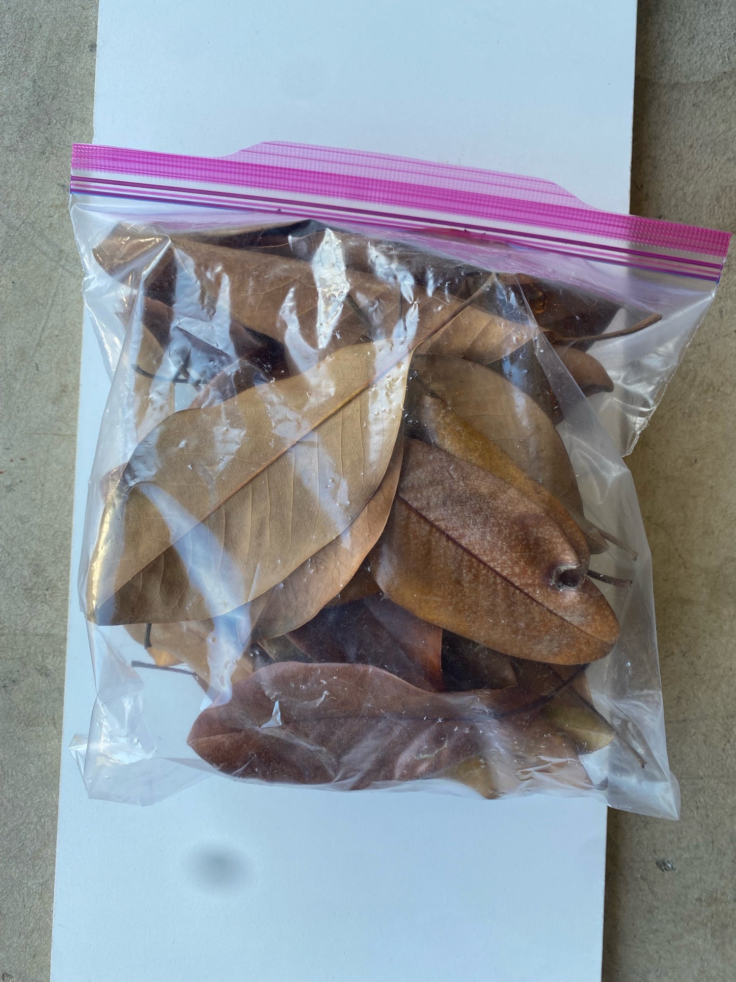 Magnolia Leaves