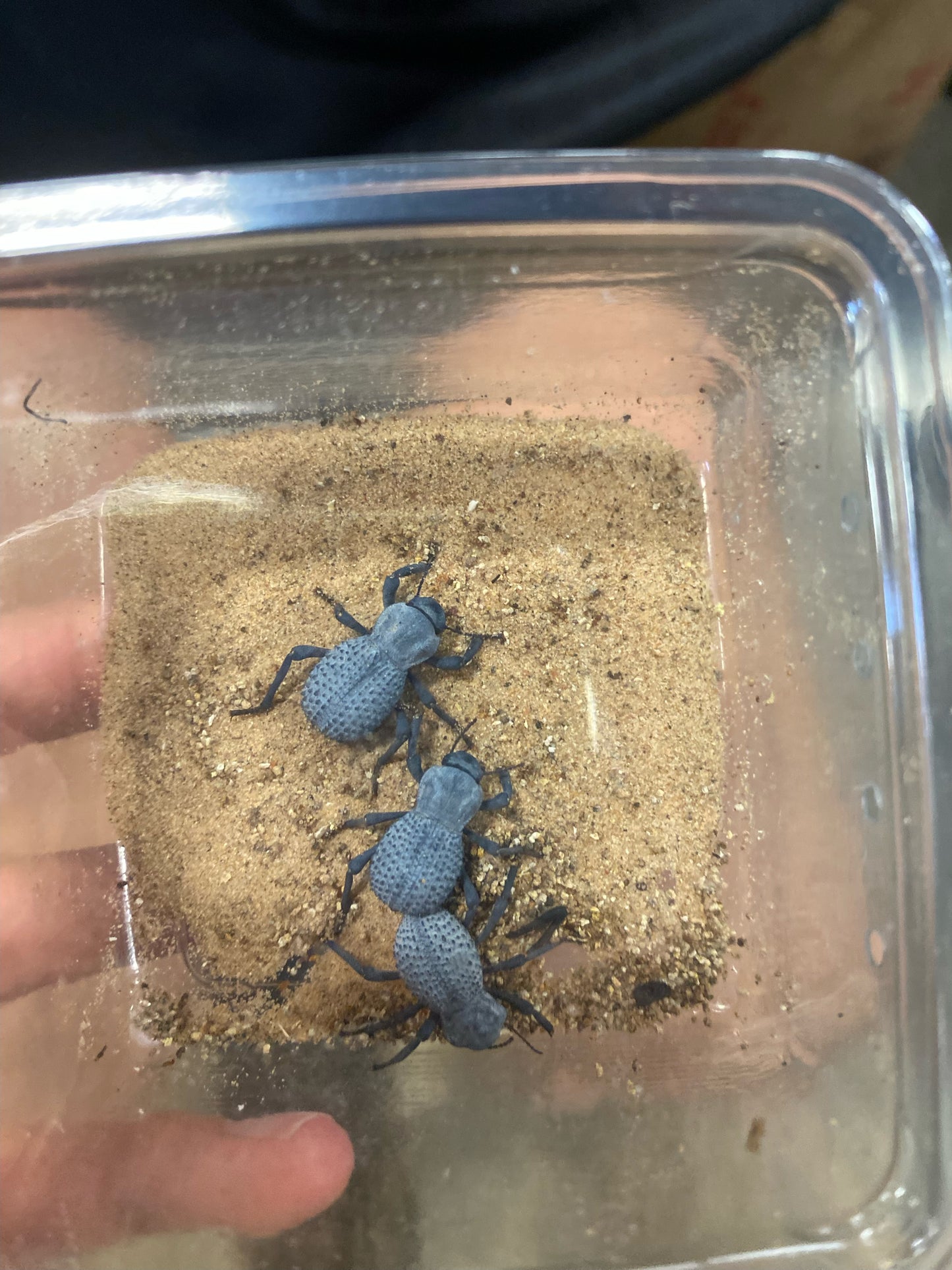 Blue Death Feigning Beetles