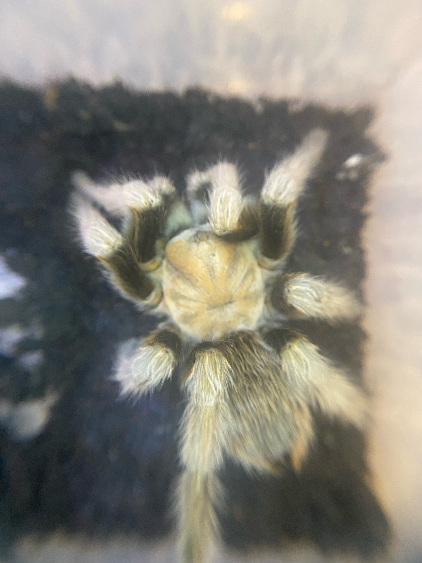 Arizona Blonde Tarantula