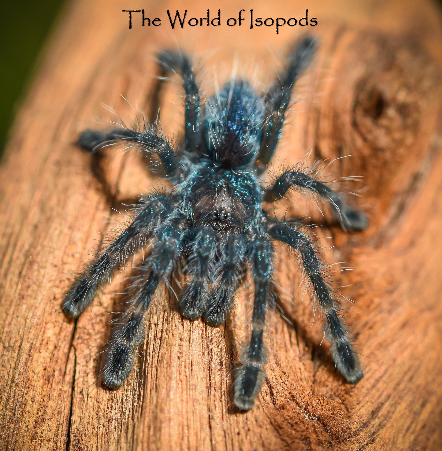 C. Versicolor Tarantula