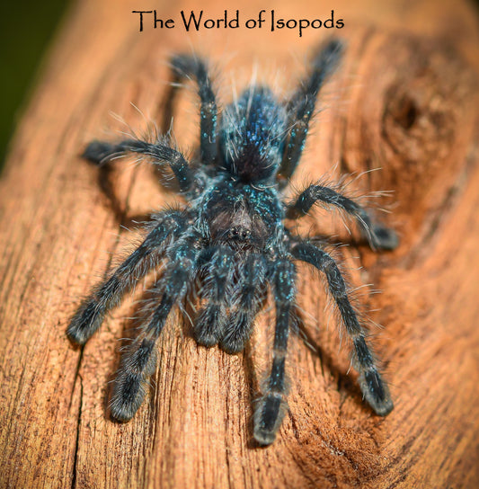 C. Versicolor Tarantula