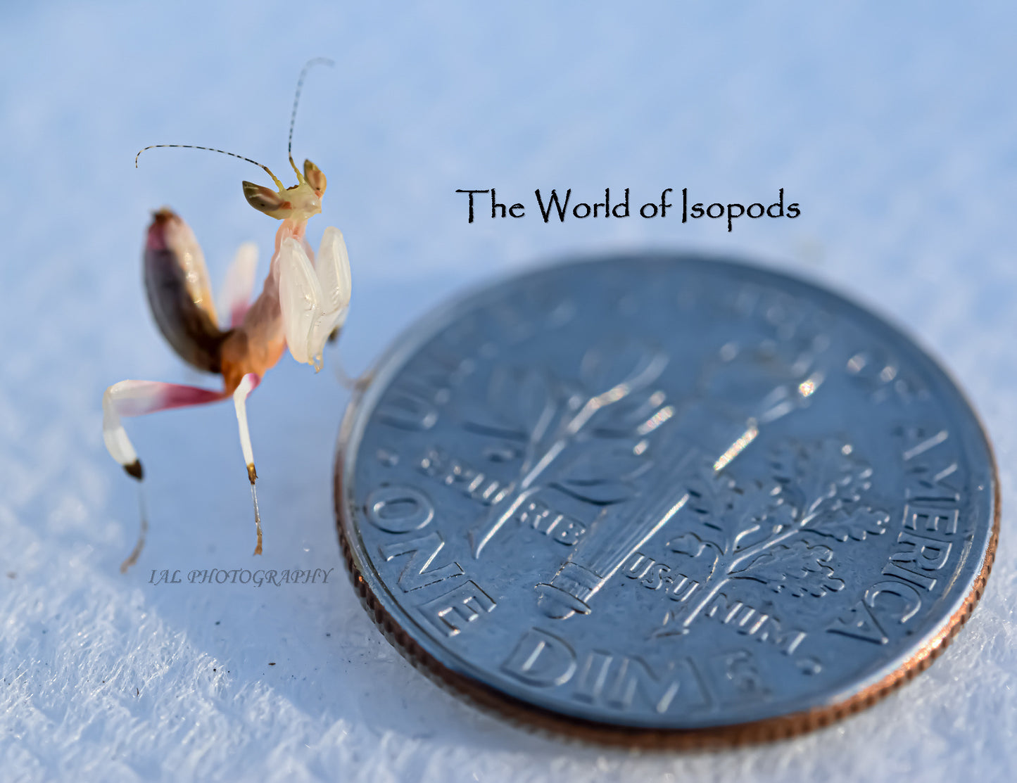 Orchid Mantis