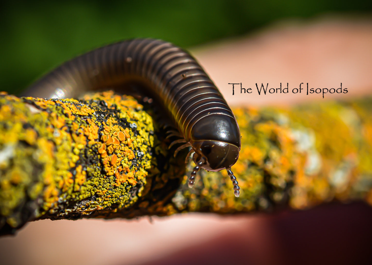 Philippines Blue Millipedes