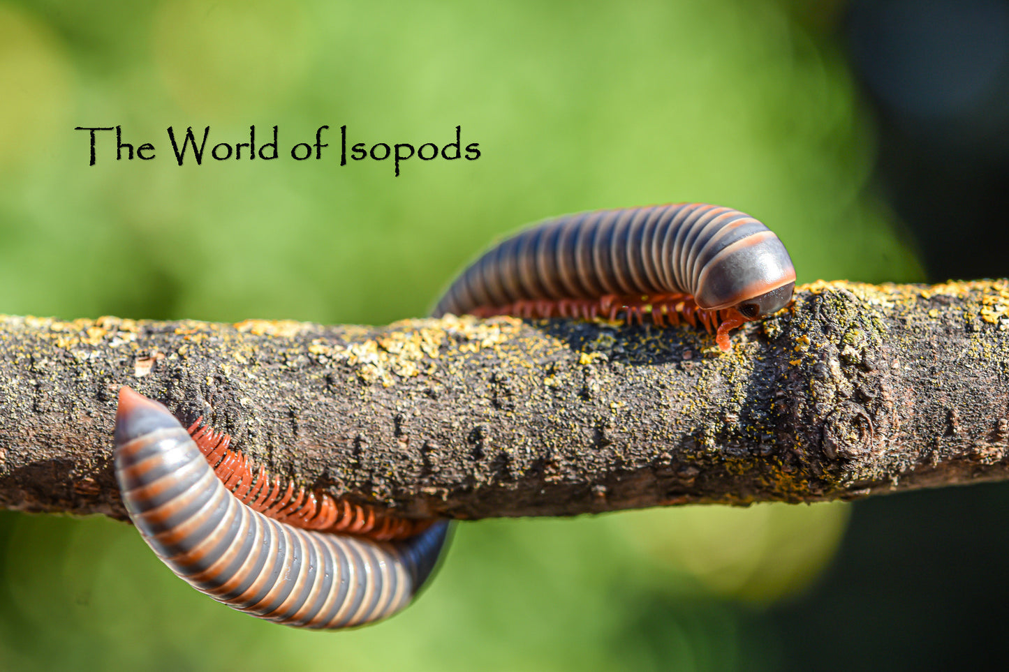 Thai Rainbow Millipedes