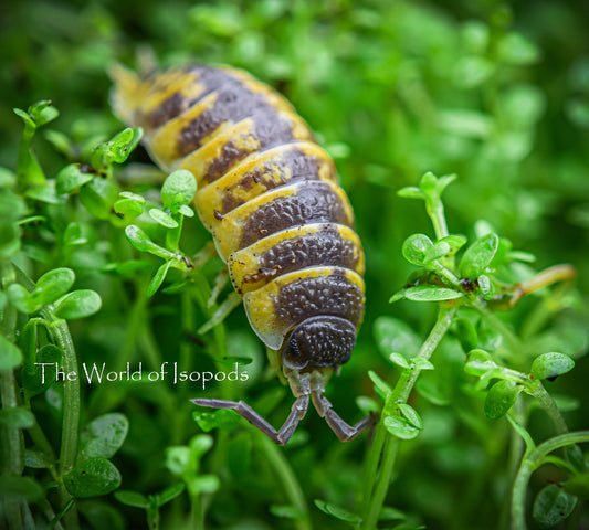 Ornatus High Yellows