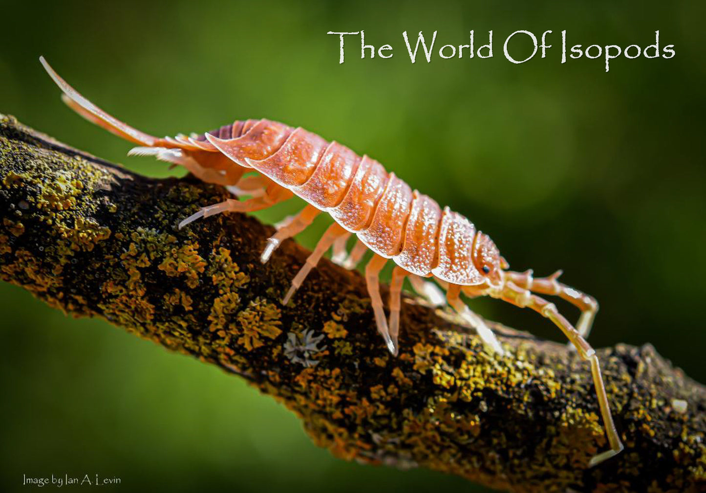 P. Magnificus