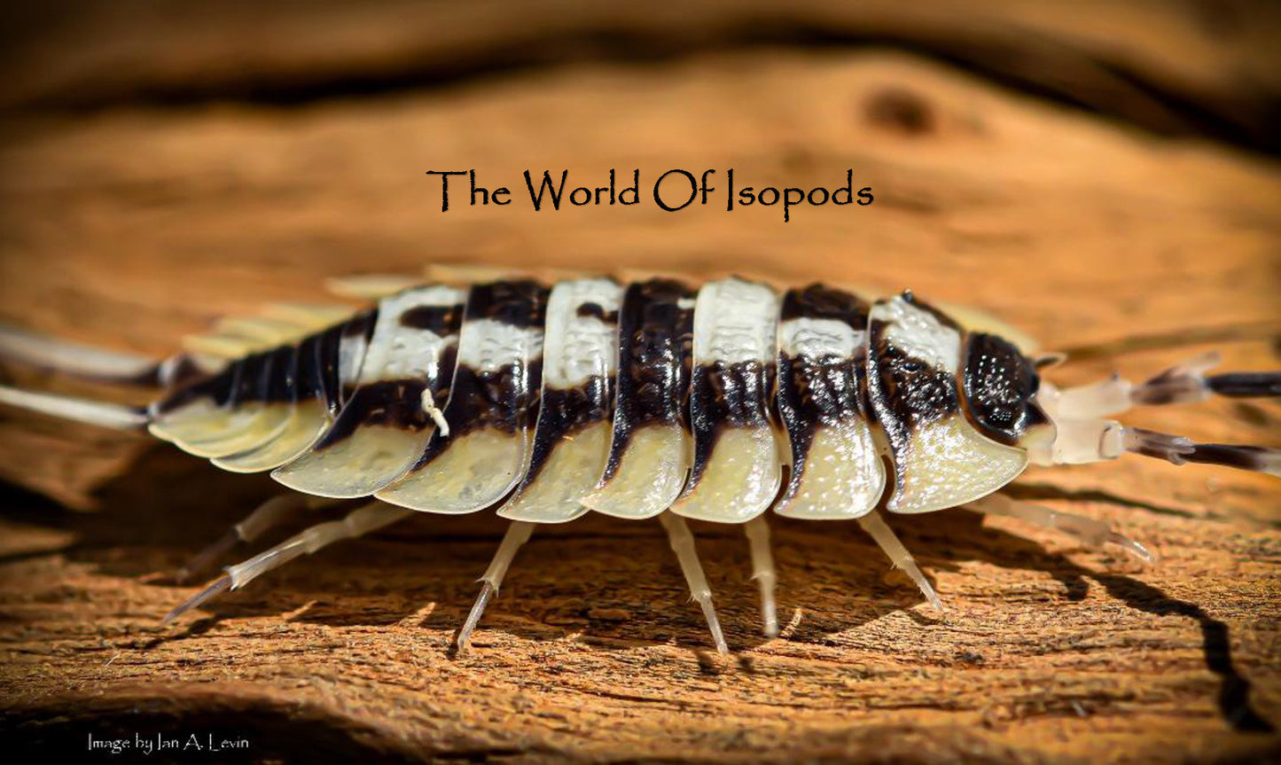 P. Expansus