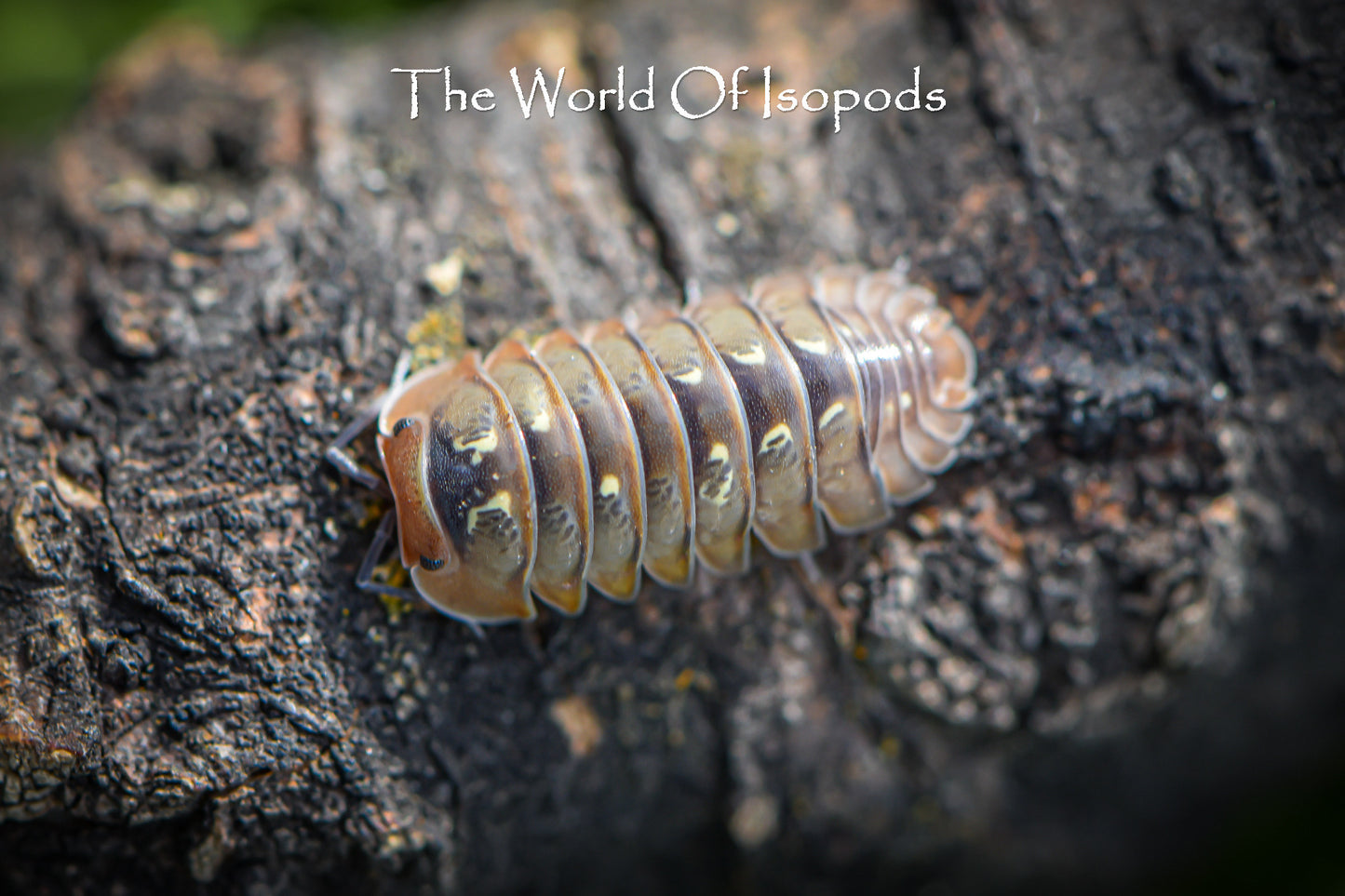 Spherillo sp. "Dream"