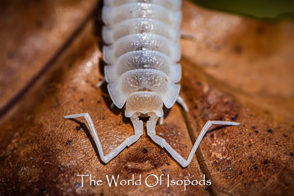 P. Hoffmanseggi 'White Outs'