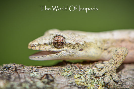 Yellow-Bellied Mourning Gecko