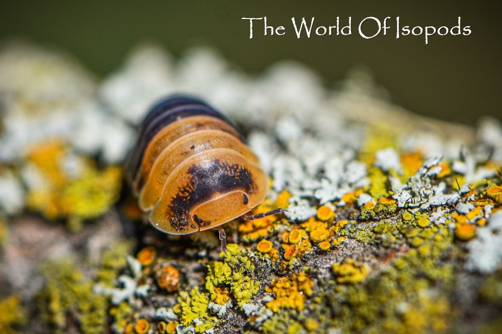 Cubaris sp. "Bumblebee"