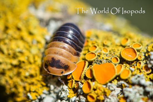 Cubaris sp. "Bumblebee"