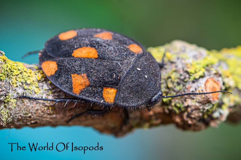 Orange Domino Roach, Therea Regularis