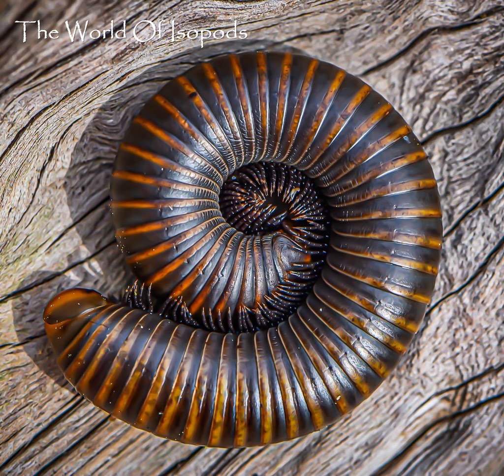 Smokey Oak Millipedes