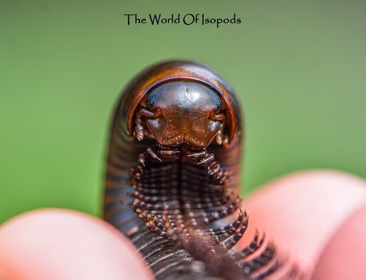 Smokey Oak Millipedes