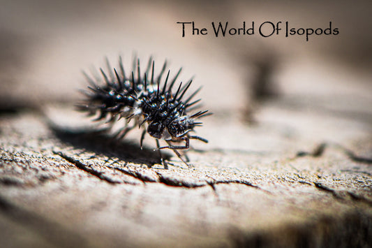 Panda Spiky Isopods (Laureola sp. 'Panda Spiky')