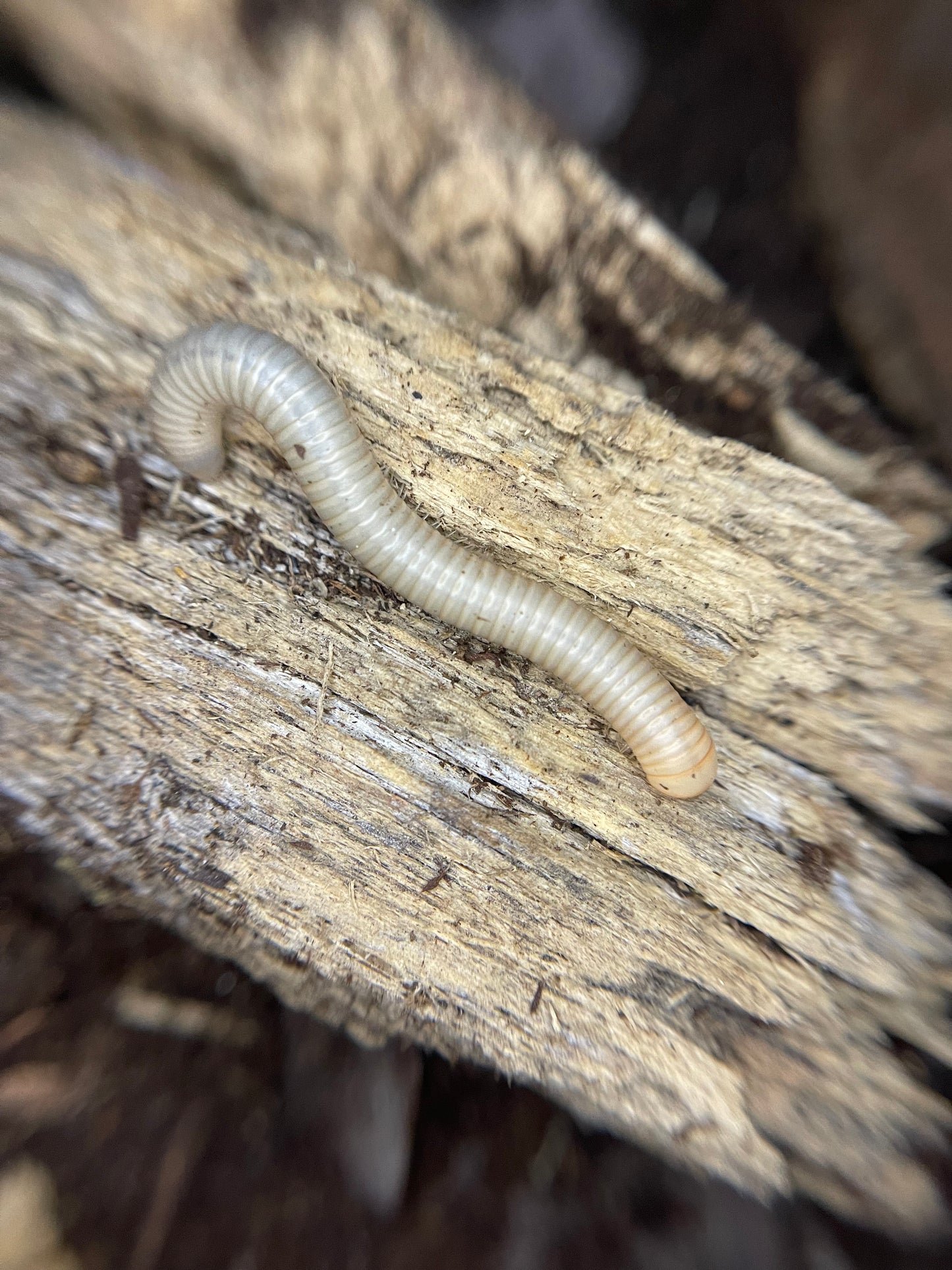 T Albino Millipedes