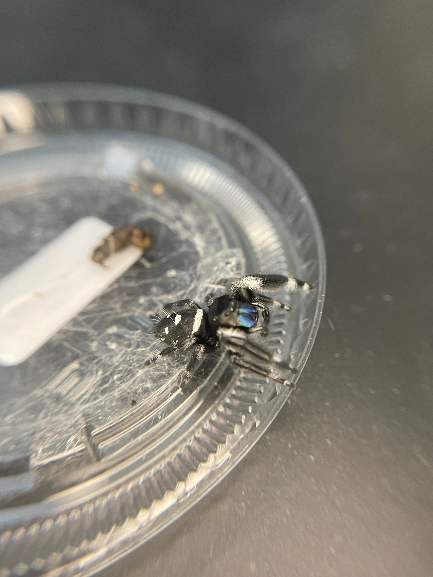 Regal Jumping Spider