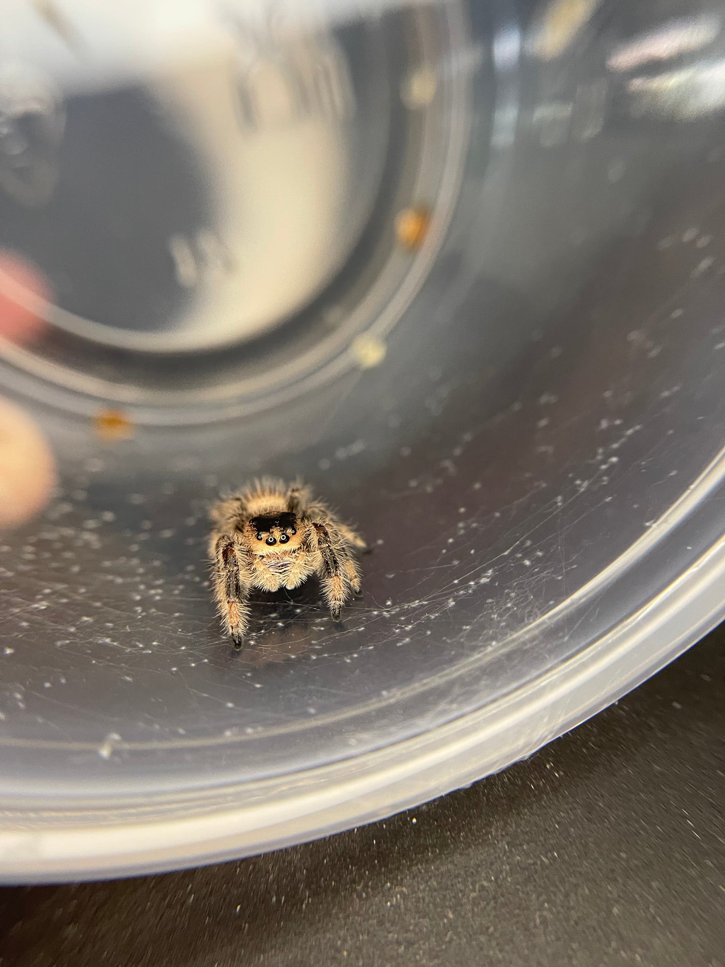 Regal Jumping Spider
