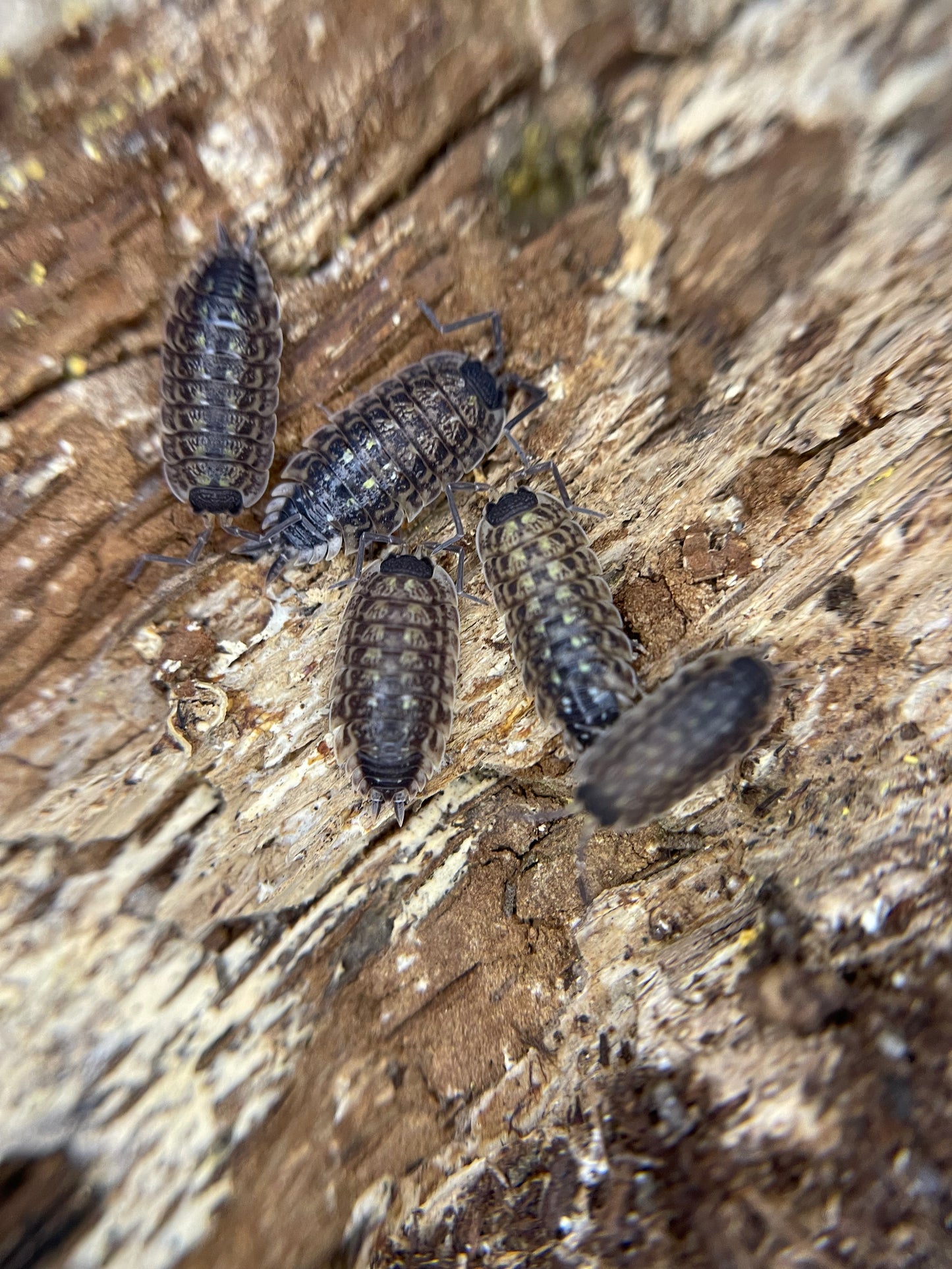 Spinicornis