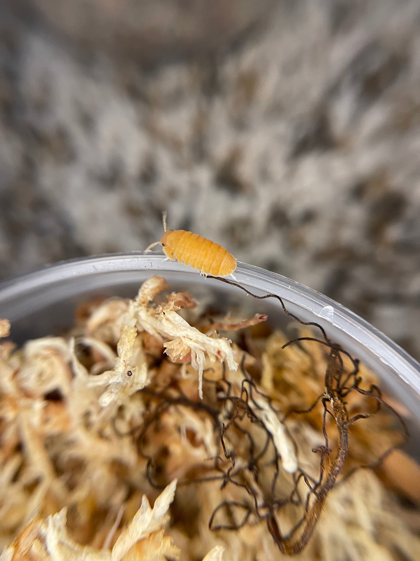 Tangerine Isopods