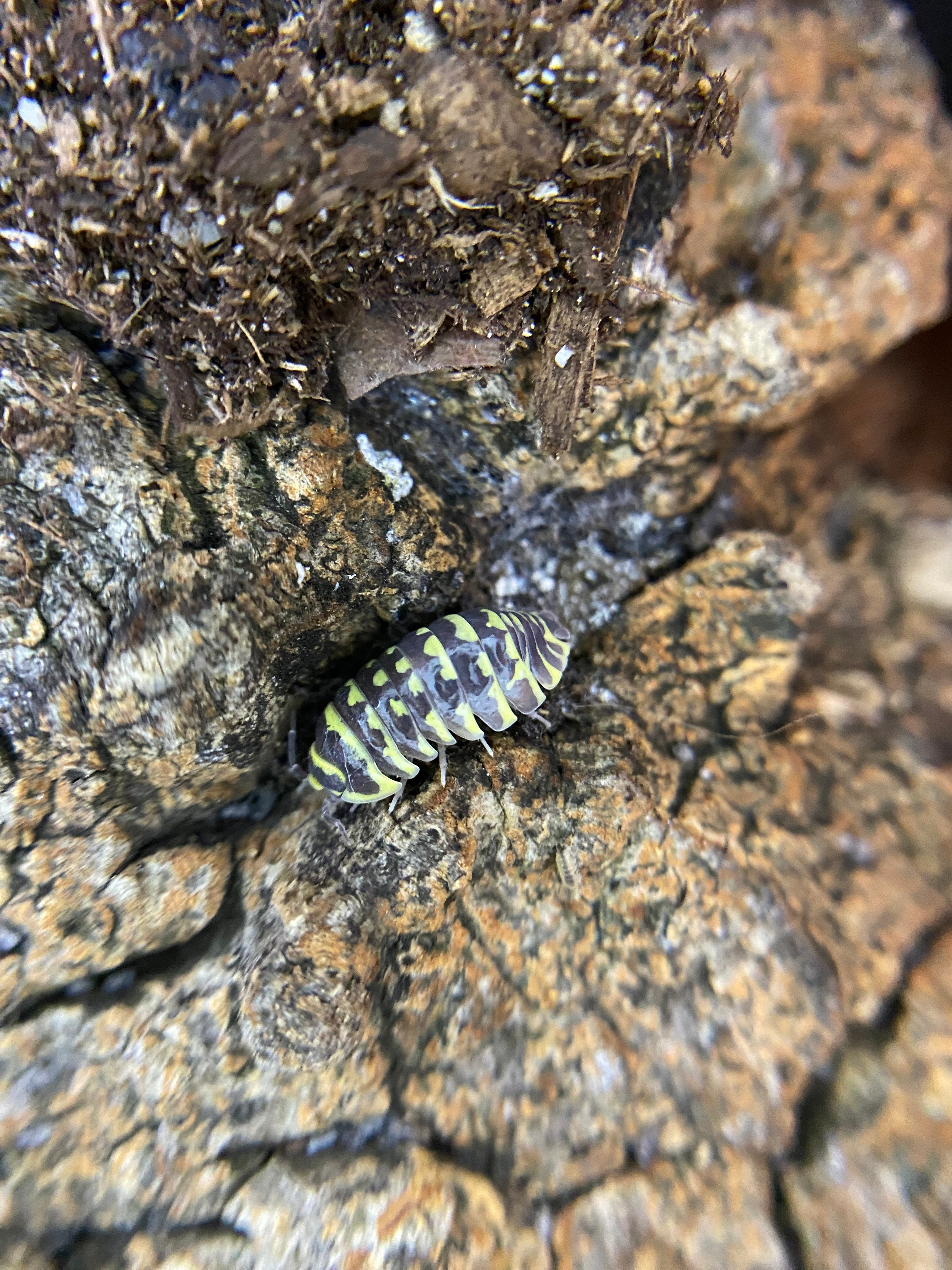 Yellow Zebras – The World of Isopods