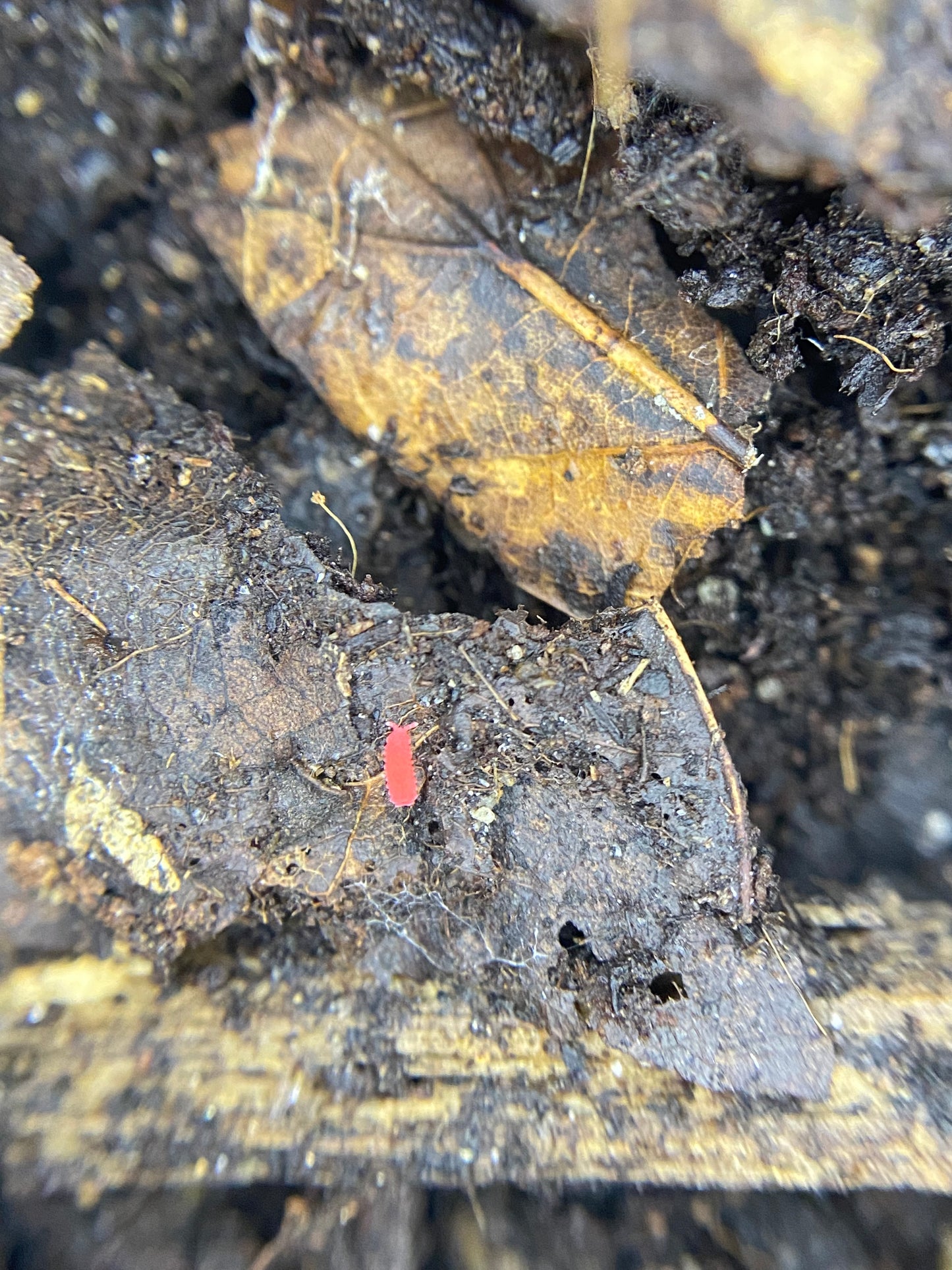 Red Springtails