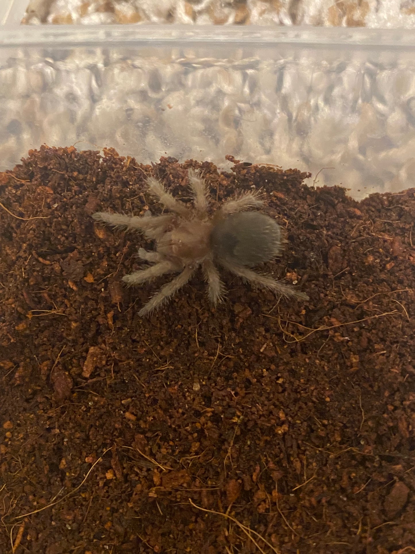 Brazilian Black Tarantula