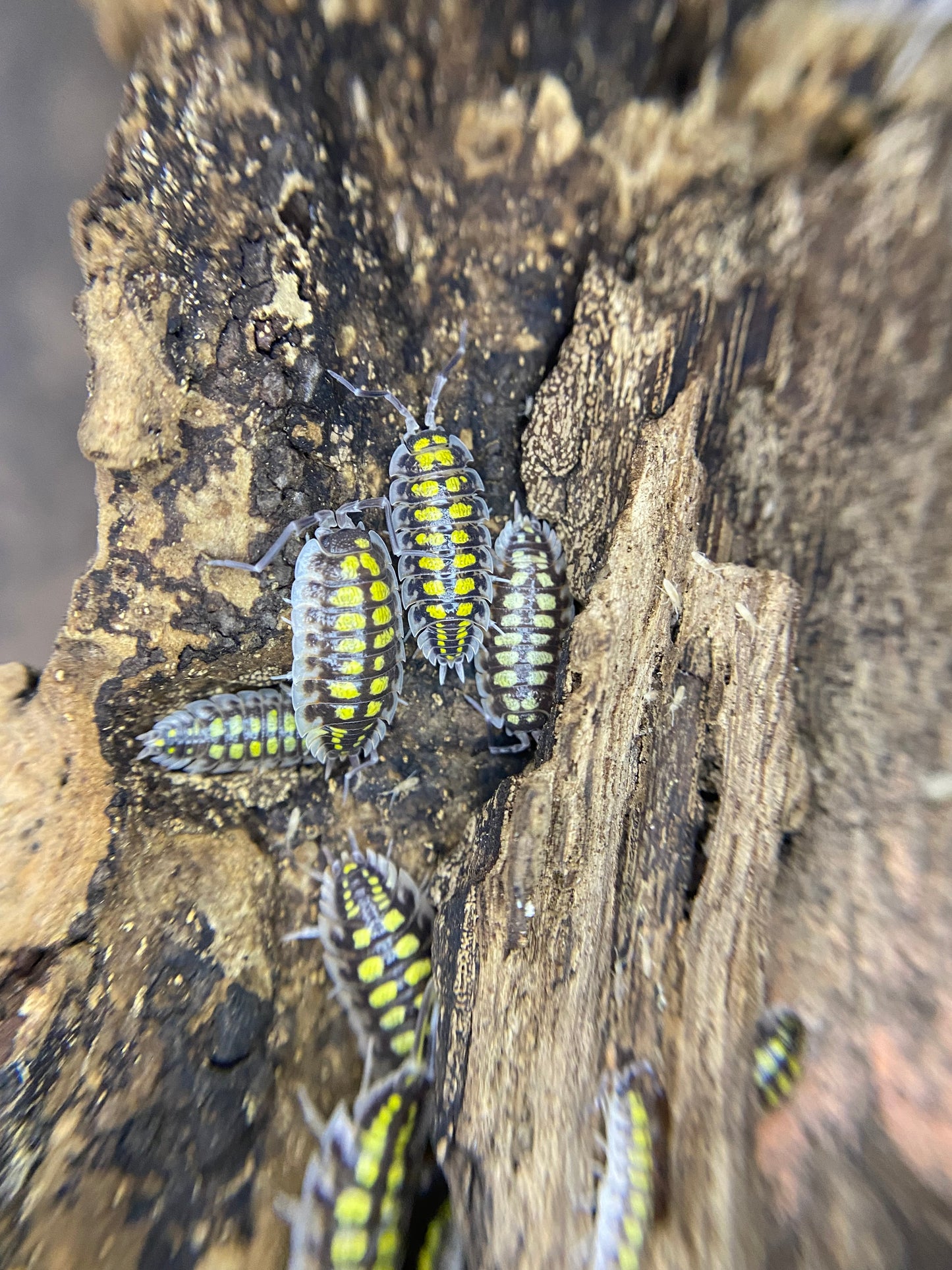 Hassi High Yellows