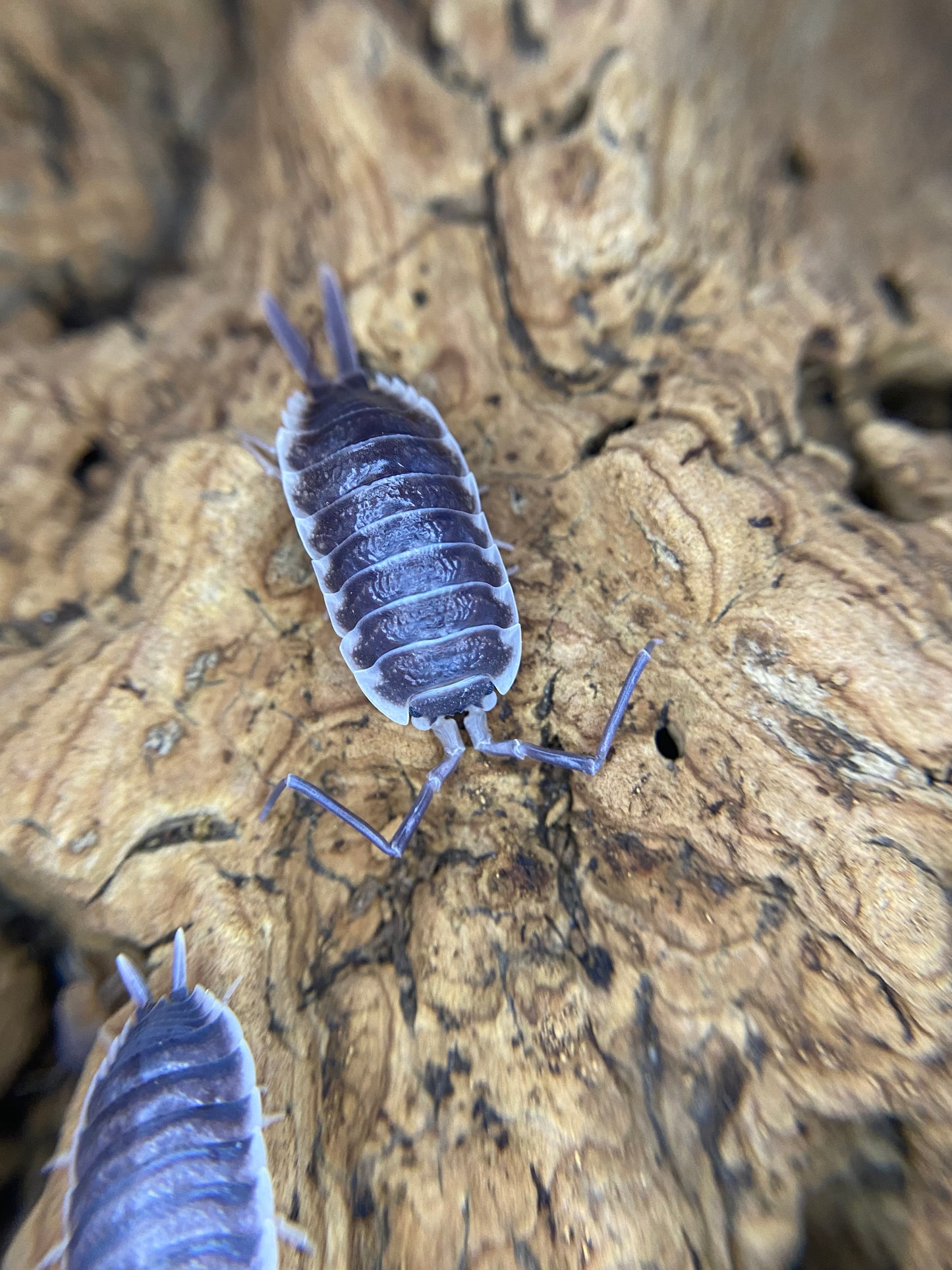 P. Hoffmanseggi