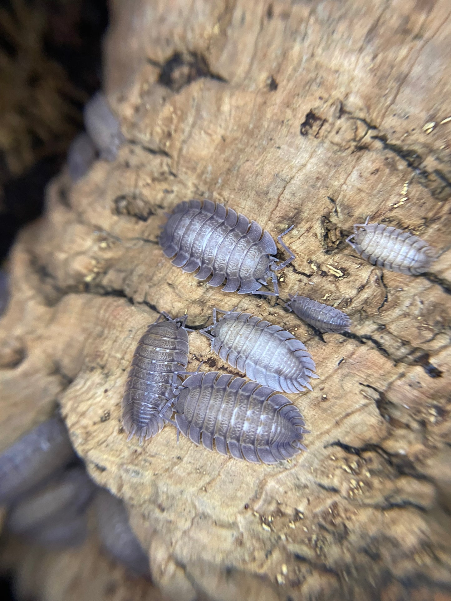 P. Spatsplatus