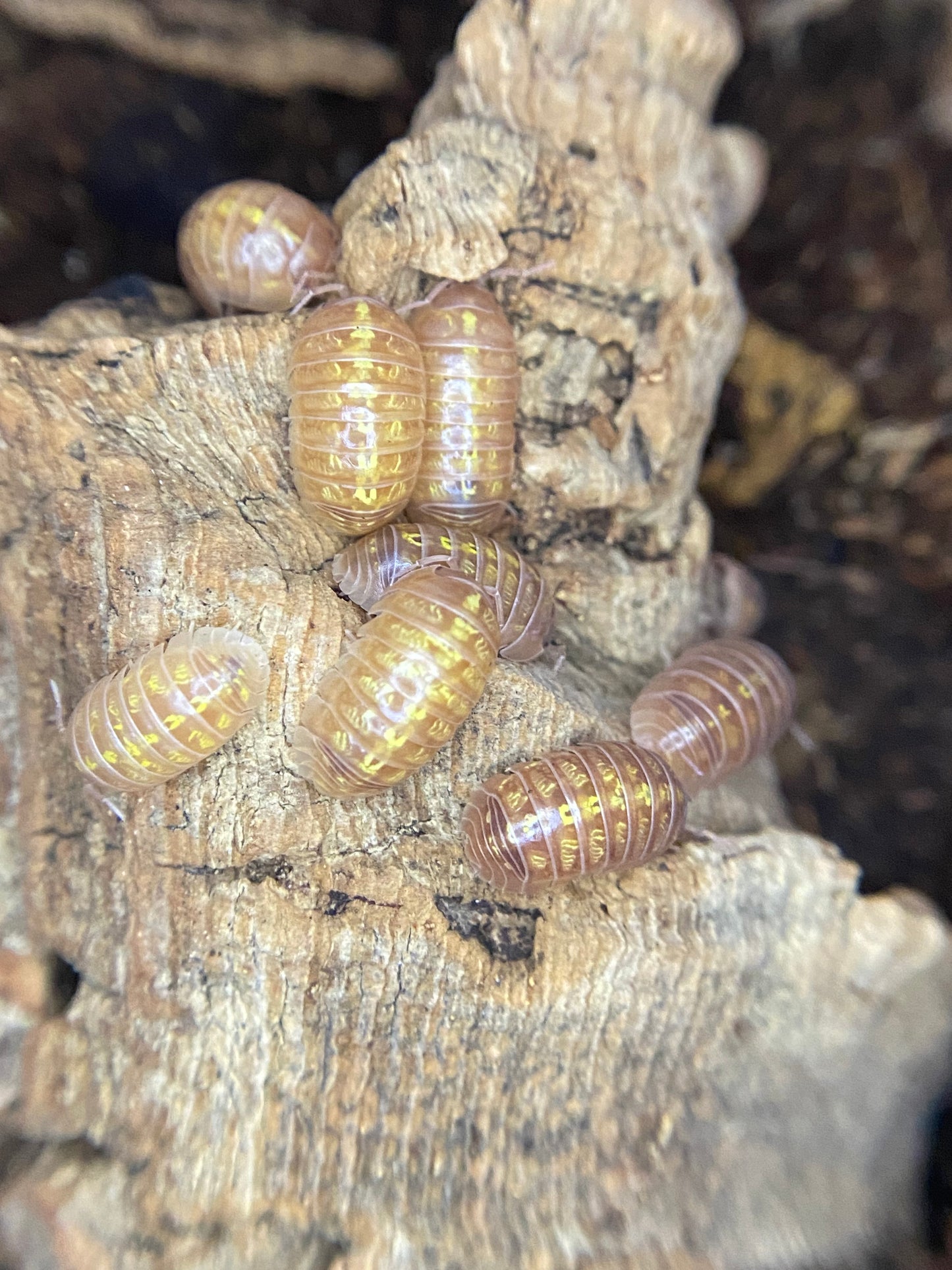 T Albinos