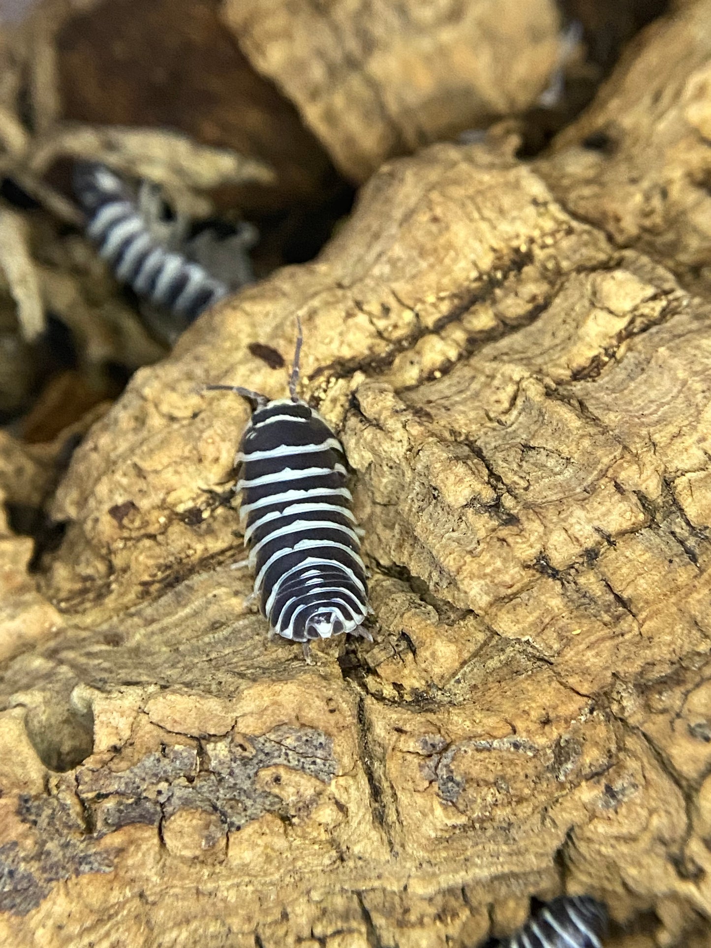 Zebras