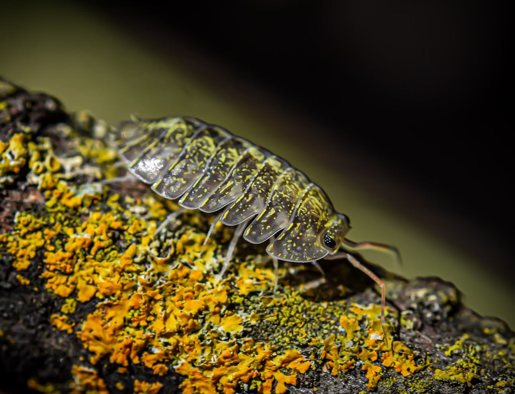 Isopods – The World of Isopods