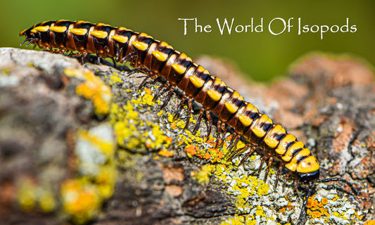 Yellow Dragon Millipede