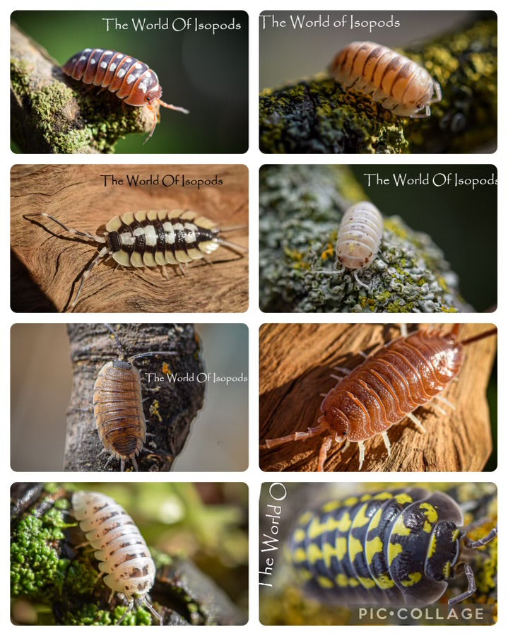 Mystery Boxes – The World of Isopods