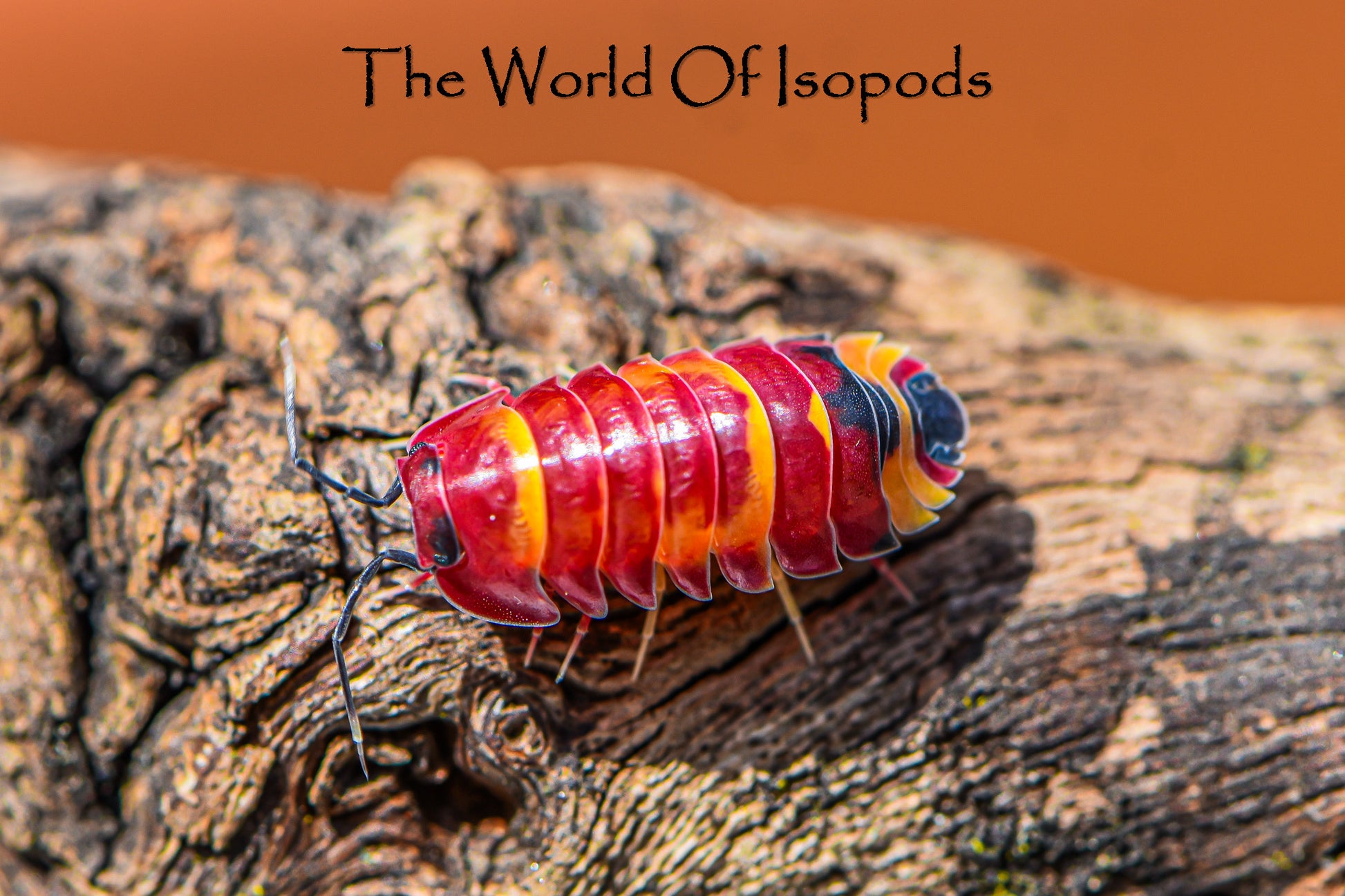 Ardentiella sp. Scarlets – The World of Isopods