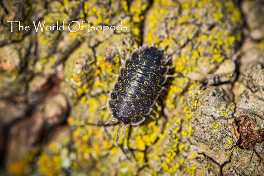 Porcellio Crete