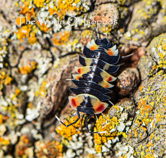 Ardentiella sp. Pastel