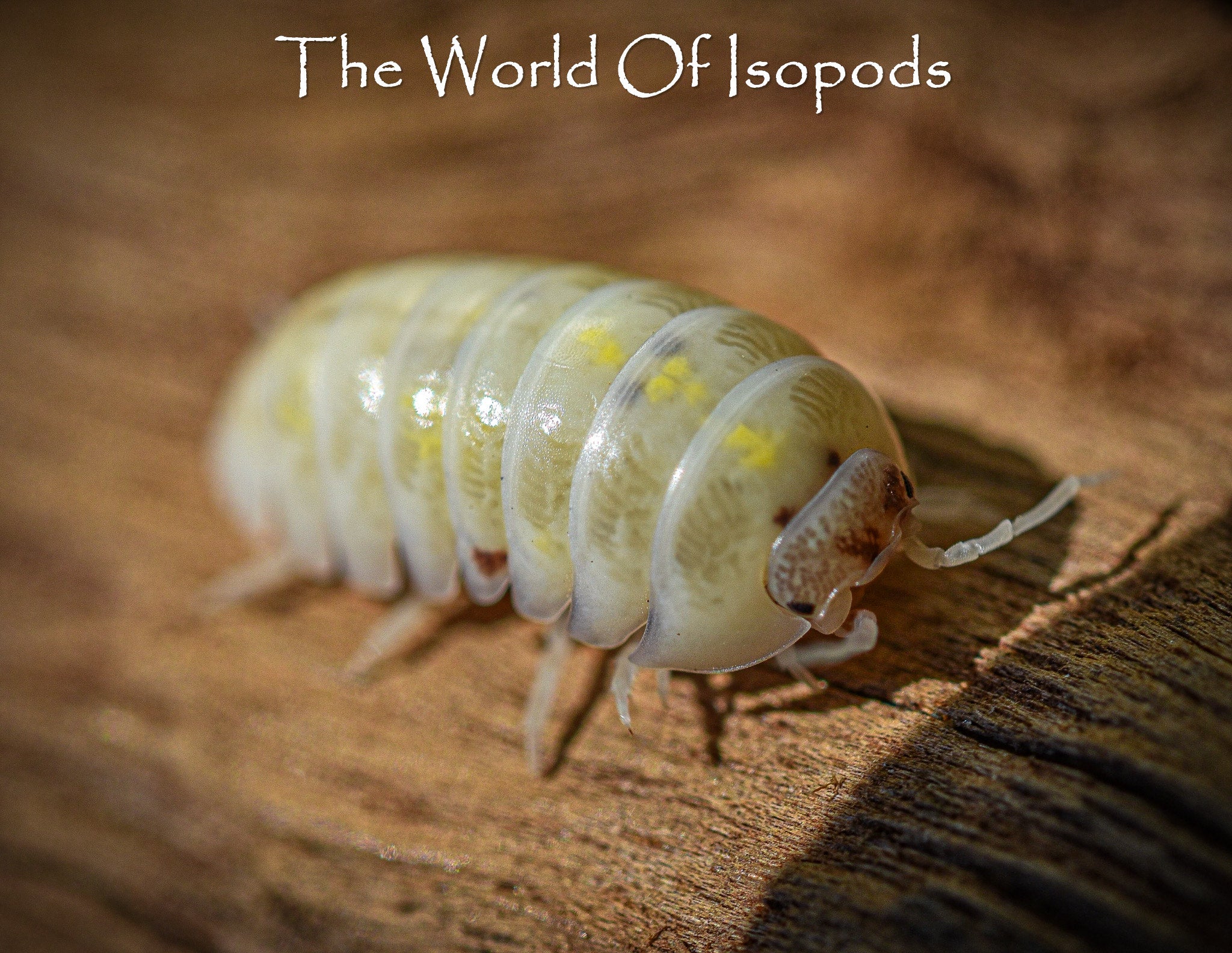 Products – The World of Isopods