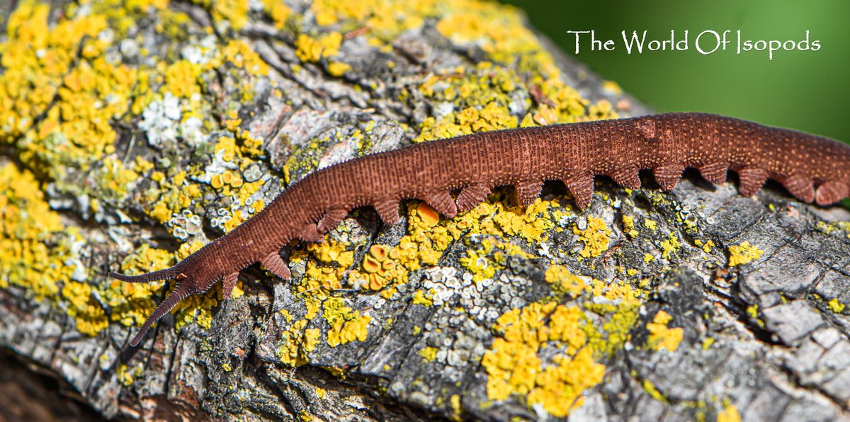 Vietnamese Velvet Worms