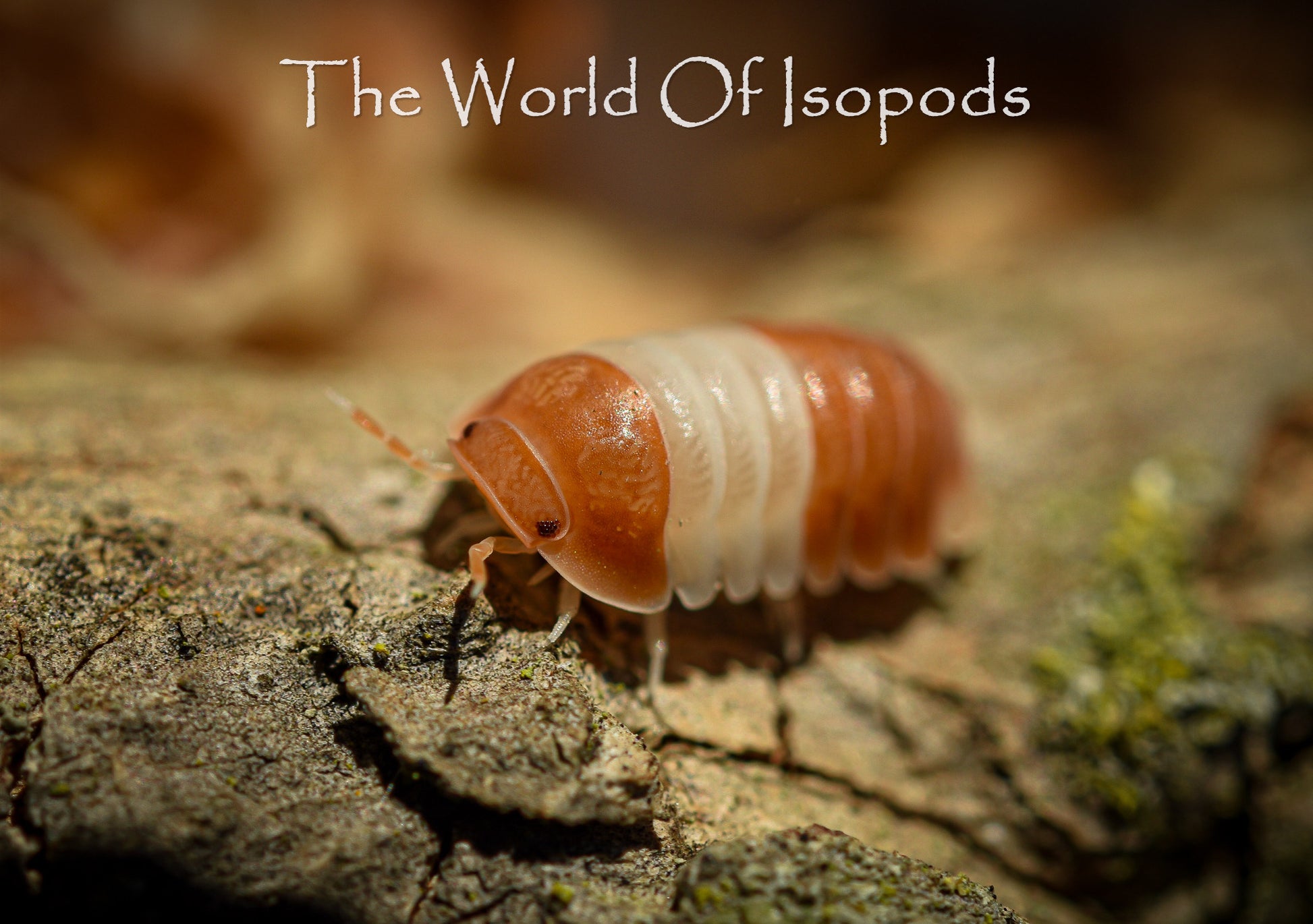 Red Pandas – The World of Isopods