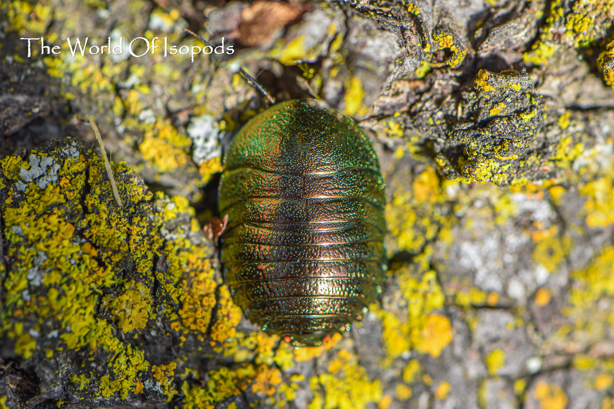Emerald Roach