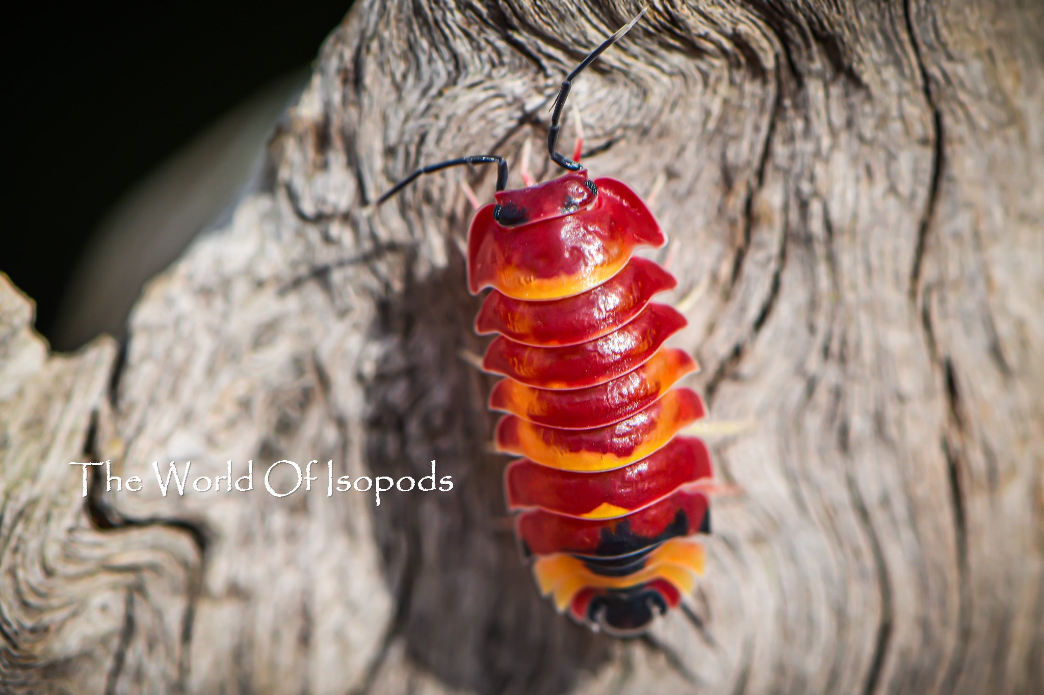 Ardentiella sp. Scarlets – The World of Isopods