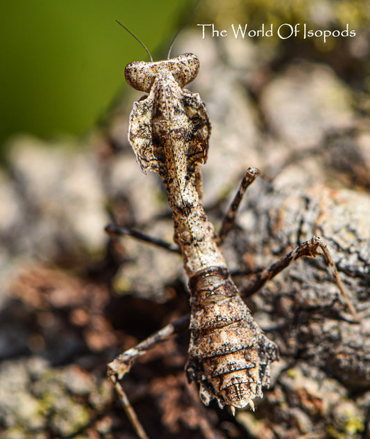 Vietnamese Dead Leaf