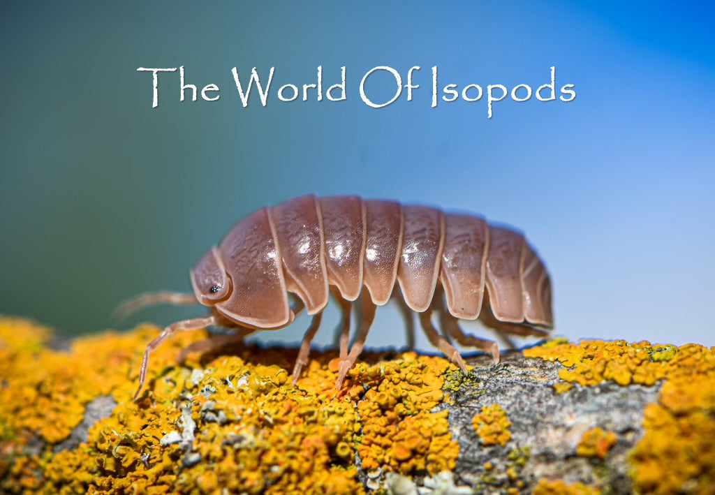 Red Insect Spain Armadillo officinalis