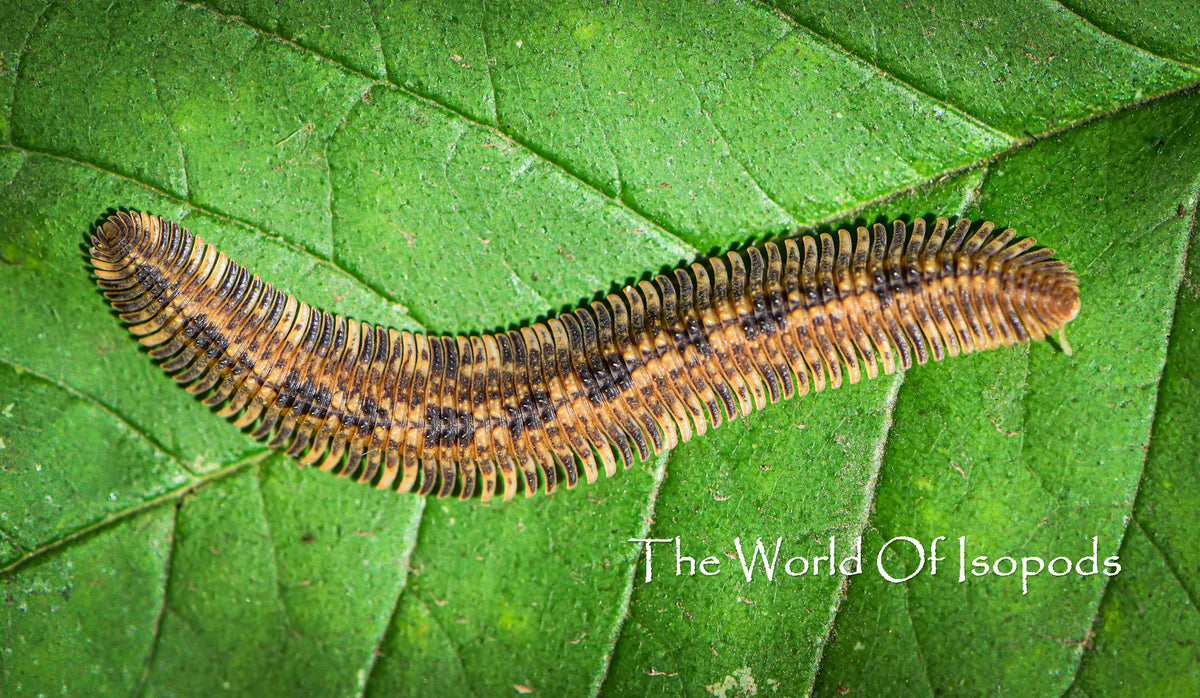 Vietnamese Feather Millipedes