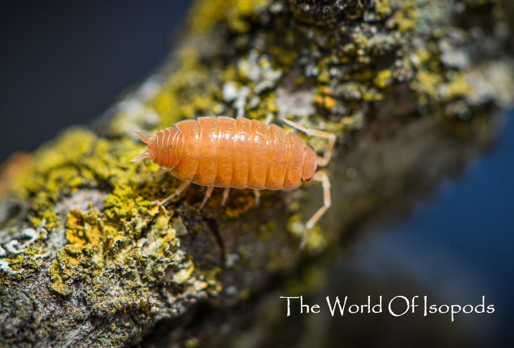 Powder Oranges – The World of Isopods