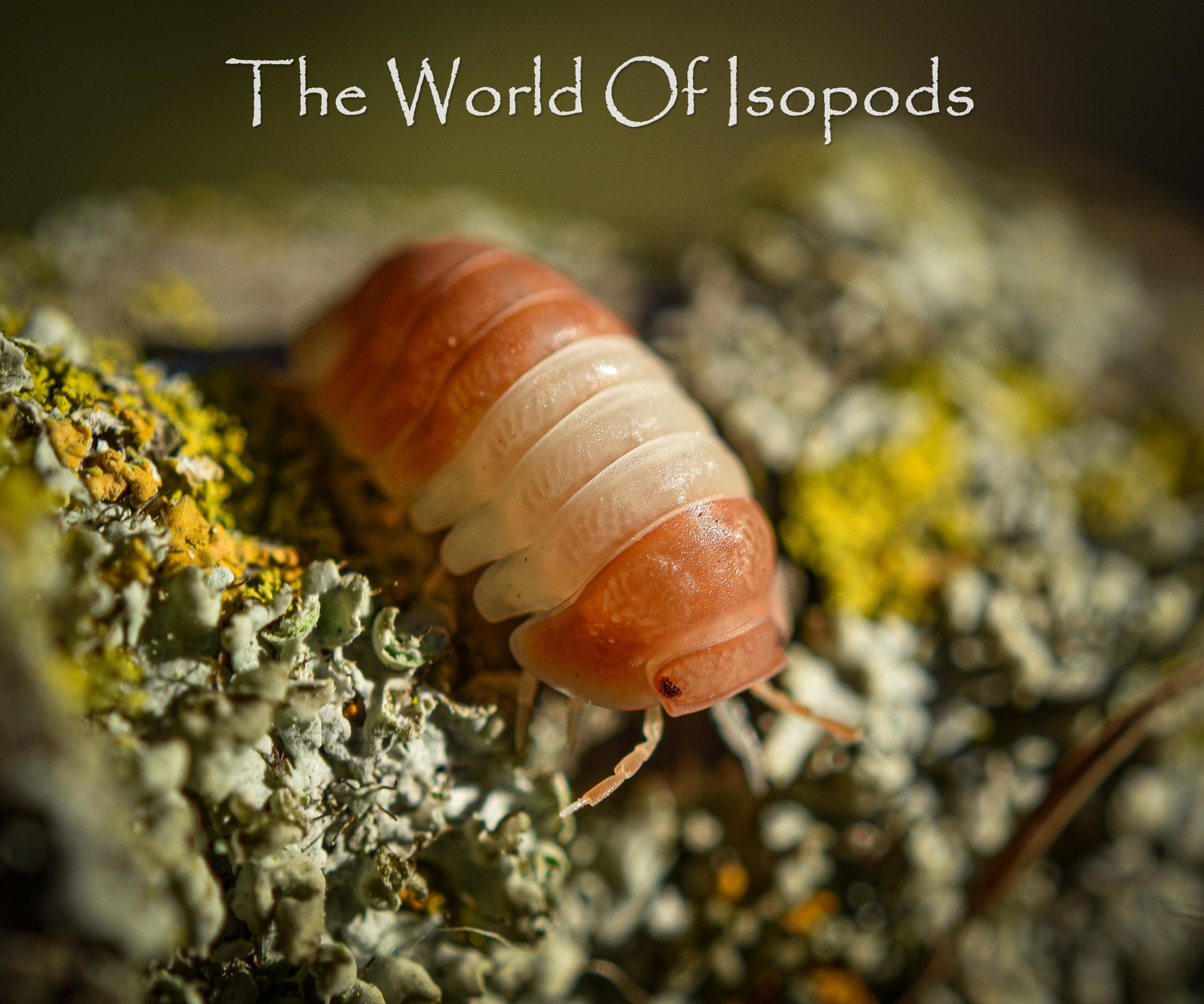 Red Pandas – The World of Isopods